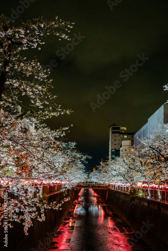 夜桜