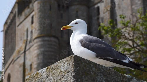 Seagull sits on the fortress wall of the ancient fortress Mont-Saint-Michel. Mont Saint Michel, Normandy, France. 4K video