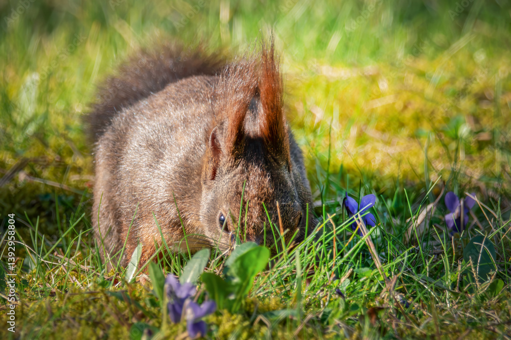 Eichhörnchen auf der Wiese sucht seinen Wintervorrat