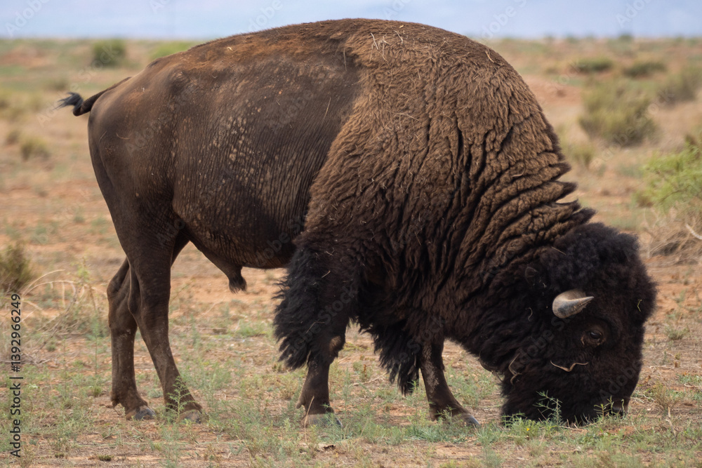 American bison grazing in the grasslands of northern Mexico American bison grazing in the grasslands of northern Mexico