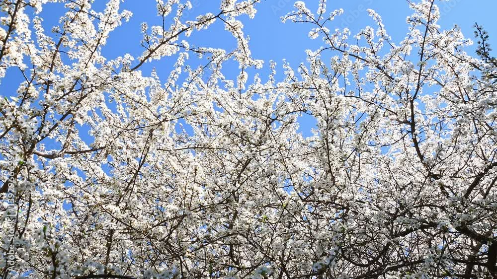 Beautiful white flowers on a tree sway in the wind. Spring blossom. Natural background. Beautiful white flowers on a tree sway in the wind. Spring blossom. Natural background.
