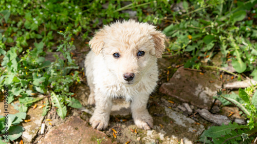 Foto Portrait of cute abandoned yellow puppy in the forest