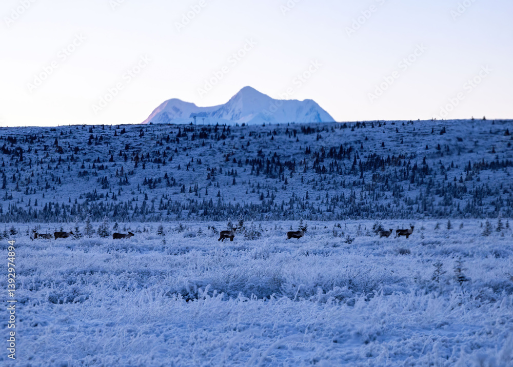 Caribou in a frosty field in Alaska Caribou in a frosty field in Alaska