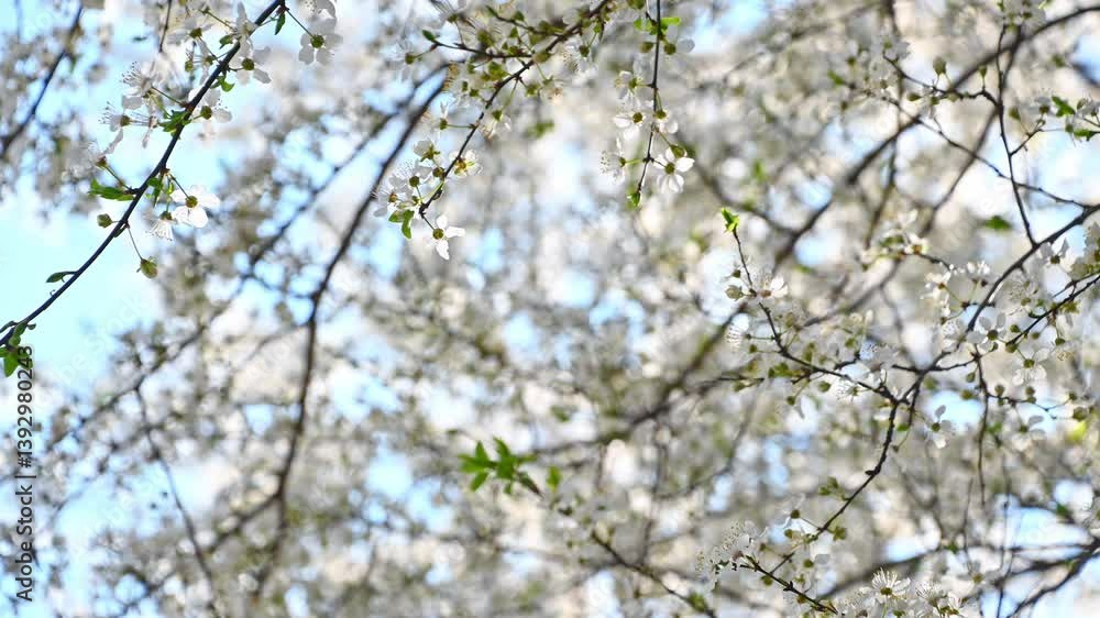 Beautiful white flowers on a tree sway in the wind. Spring blossom. Natural background. Beautiful white flowers on a tree sway in the wind. Spring blossom. Natural background.