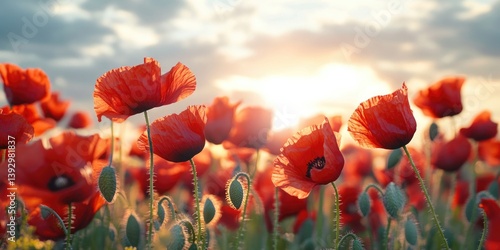 Field of red poppies