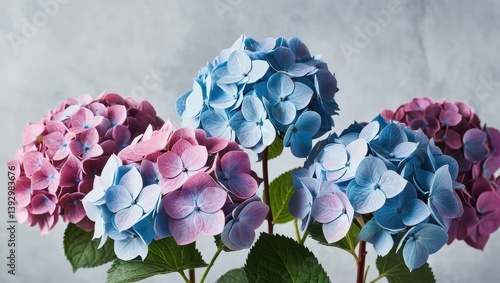 Vibrant hydrangea blooms in shades of blue and pink