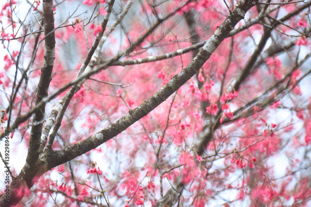 Crimson Bell-Shaped Cherry Blossoms on Bare Branches Crimson Bell-Shaped Cherry Blossoms on Bare Branches