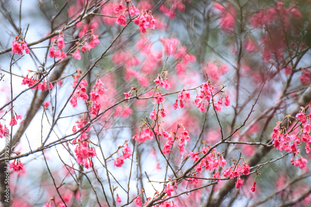 Crimson Bell-Shaped Cherry Blossoms on Bare Branches Crimson Bell-Shaped Cherry Blossoms on Bare Branches