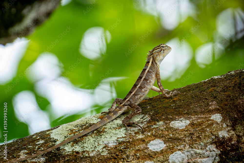 Fototapeta premium A lizard on a tree branch