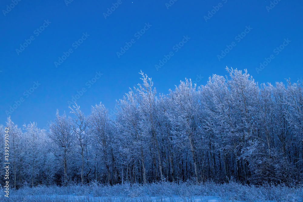 White snow covered trees on winter afternoon in Alaska White snow covered trees on winter afternoon in Alaska