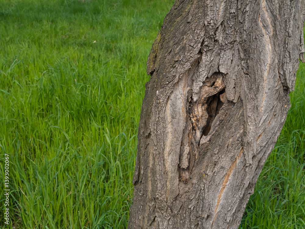 Obraz premium Tree trunk with bark damage and hollow, close-up. Natural cavity in old wood, surrounded by rough bark texture. Vertical shot with green grass background.