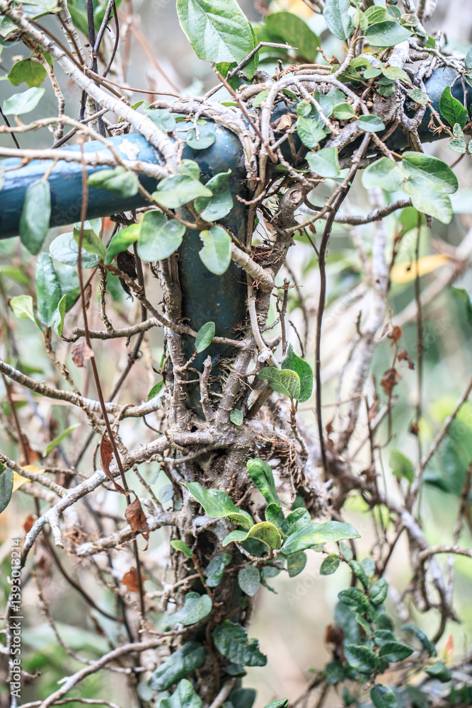 Entwined Nature: Vines and Metal
