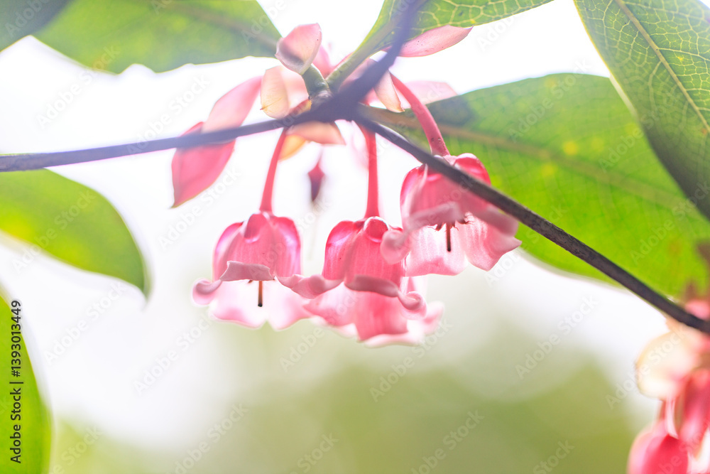 Pink Bell-Shaped Flowers of Enkianthus Quinqueflorus