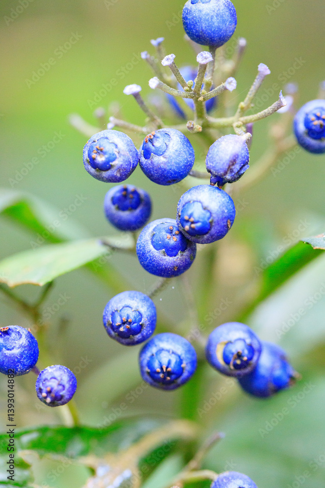 A Bountiful Harvest: Blue Berries Close Up