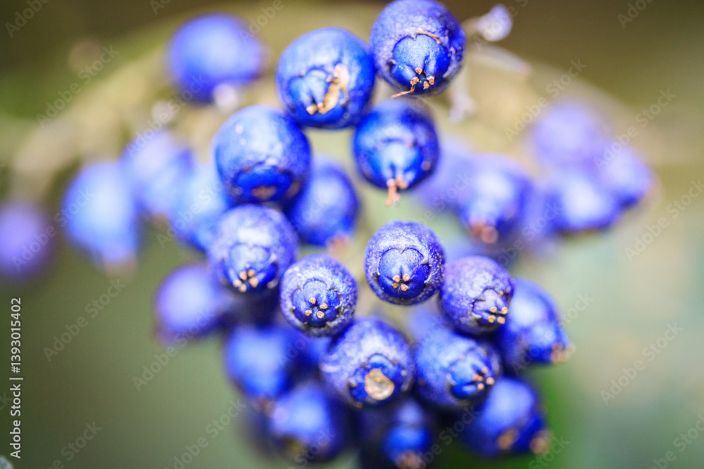 A Bountiful Harvest: Blue Berries Close Up