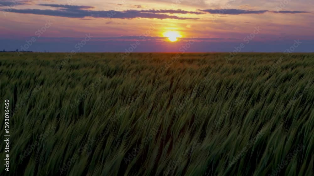 Sunset Over Green Field With Vibrant Sky and Gentle Breeze Reflecting Nature's Beauty and Serenity Sunset Over Green Field With Vibrant Sky and Gentle Breeze Reflecting Nature's Beauty and Serenity