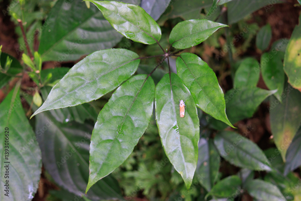 Lush Greenery in a Forest Underbrush Lush Greenery in a Forest Underbrush
