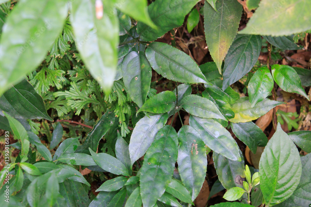 Lush Greenery in a Forest Underbrush Lush Greenery in a Forest Underbrush