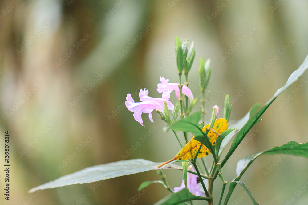 Elegant Pink Flowers and Yellow Leaf in a Natural Setting