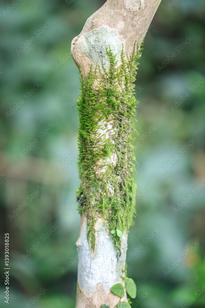 Moss Growing on Tree Trunk in Natural Environment