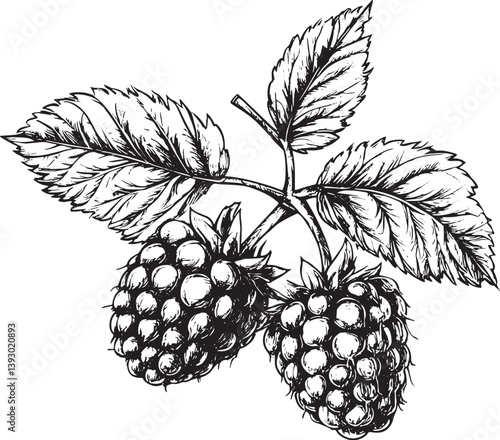 Raspberry hand drawn sketch style vector