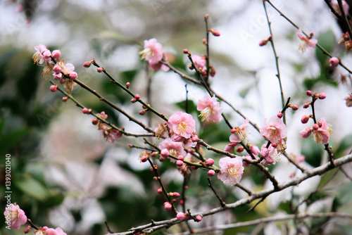 Obraz na płótnie Pink Plum Blossoms on Bare Branches w salonie