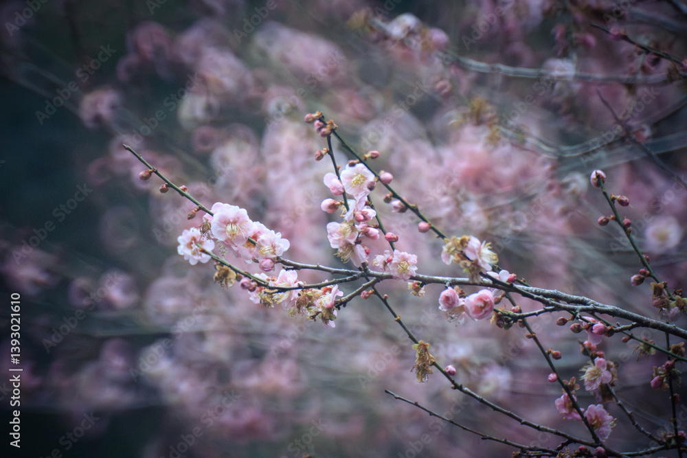 Pink Plum Blossoms on Bare Branches