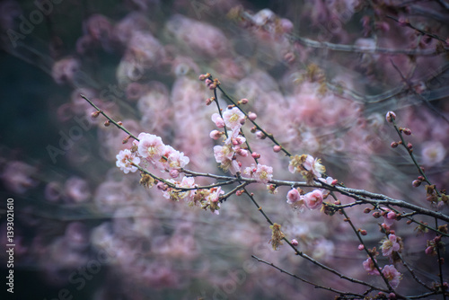 Obraz na płótnie Pink Plum Blossoms on Bare Branches w salonie