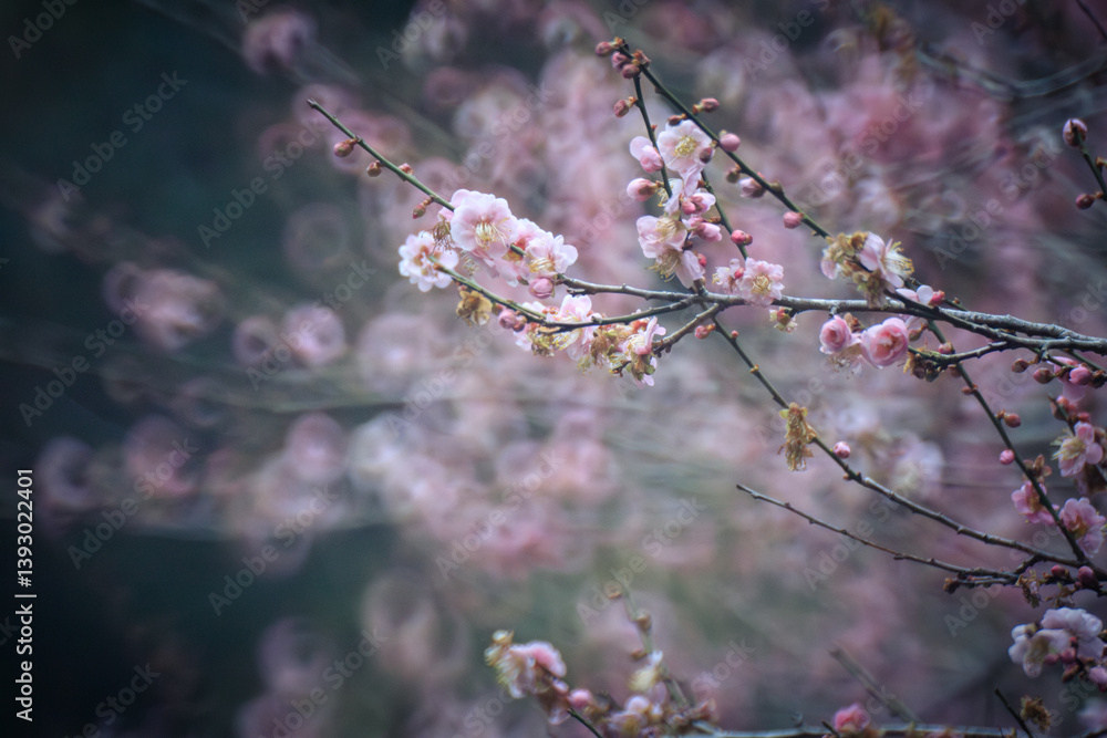Pink Plum Blossoms on Bare Branches