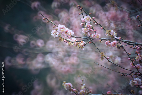 Obraz na płótnie Pink Plum Blossoms on Bare Branches w salonie