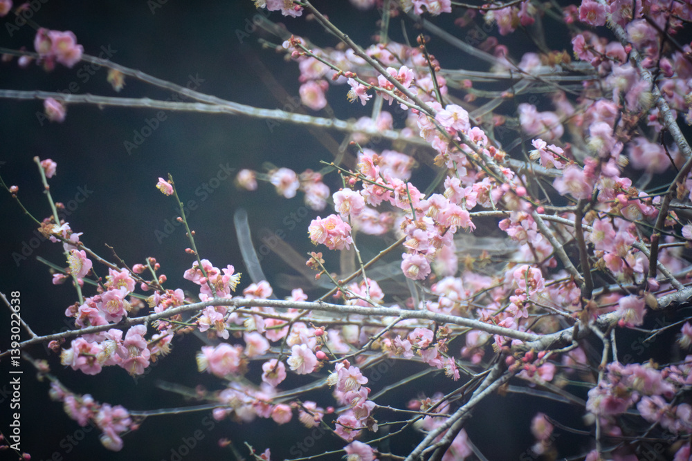Pink Plum Blossoms on Bare Branches