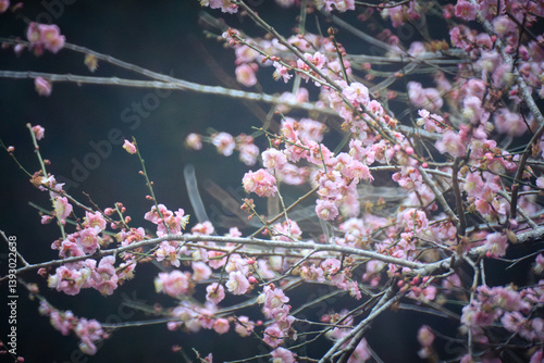 Obraz na płótnie Pink Plum Blossoms on Bare Branches w salonie