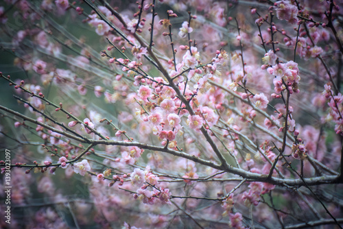 Obraz na płótnie Pink Plum Blossoms on Bare Branches w salonie