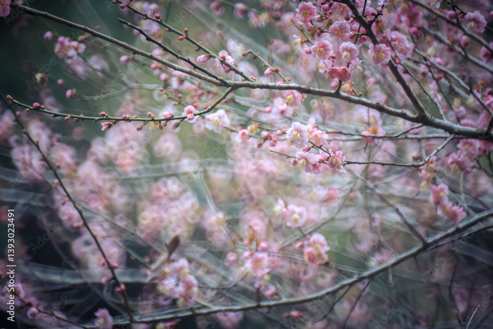 Pink Plum Blossoms on Bare Branches