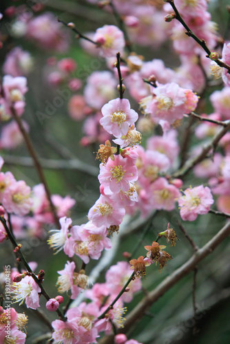 Obraz na płótnie Pink Plum Blossoms on Bare Branches w salonie