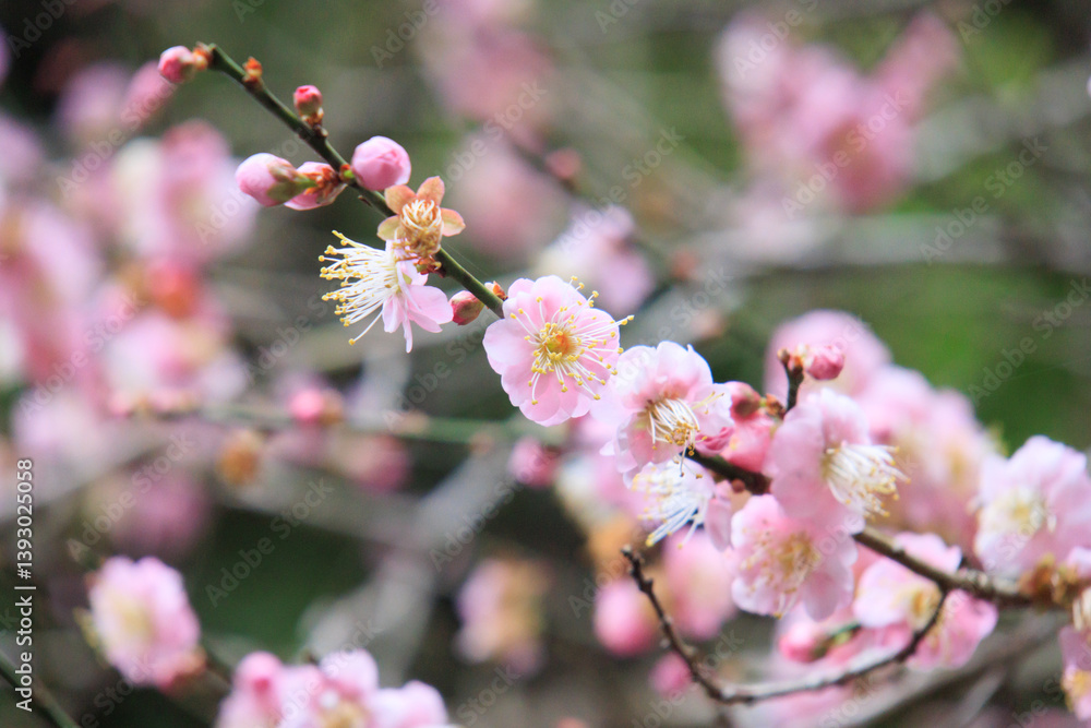 Pink Plum Blossoms on Bare Branches