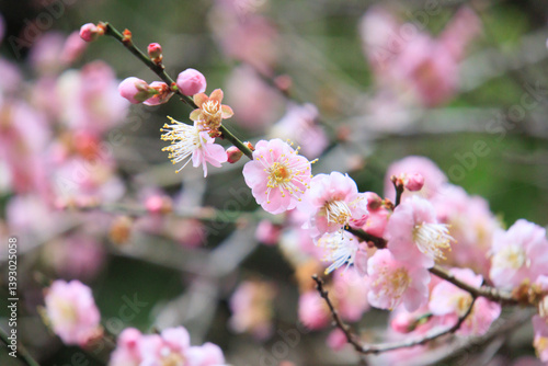 Obraz na płótnie Pink Plum Blossoms on Bare Branches w salonie