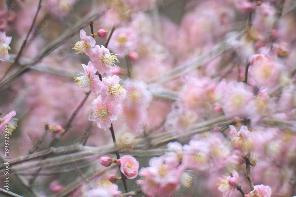 Pink Plum Blossoms on Bare Branches