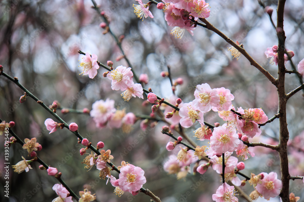 Pink Plum Blossoms on Bare Branches
