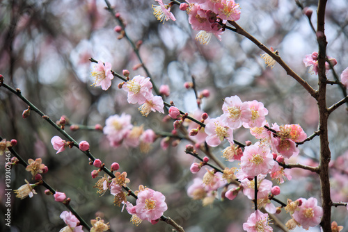 Obraz na płótnie Pink Plum Blossoms on Bare Branches w salonie