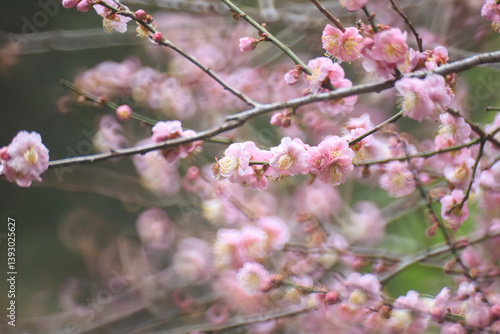 Obraz na płótnie Pink Plum Blossoms on Bare Branches w salonie