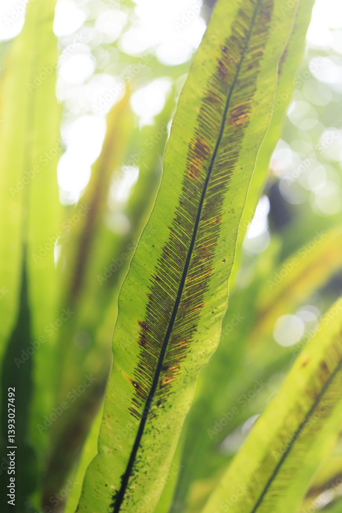 Bird's Nest Fern Leaf Close-up