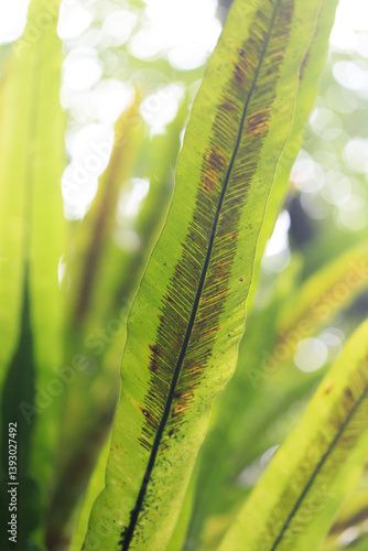 Obraz na płótnie Bird's Nest Fern Leaf Close-up w salonie
