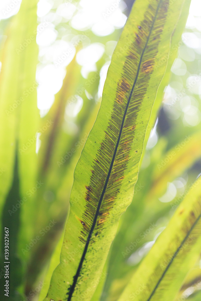 Bird's Nest Fern Leaf Close-up