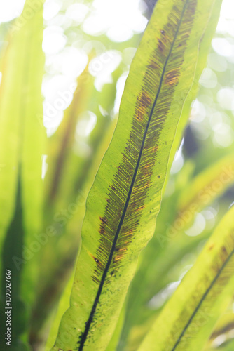 Obraz na płótnie Bird's Nest Fern Leaf Close-up w salonie