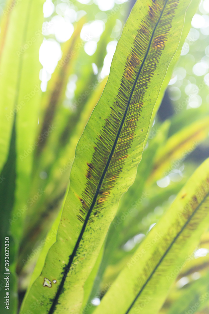 Bird's Nest Fern Leaf Close-up