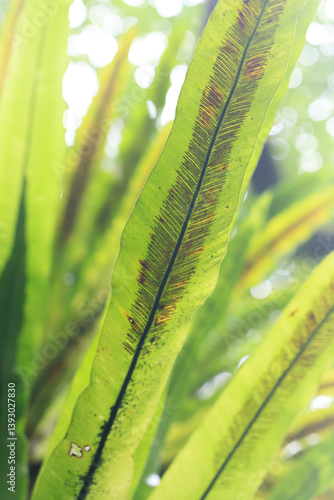 Obraz na płótnie Bird's Nest Fern Leaf Close-up w salonie