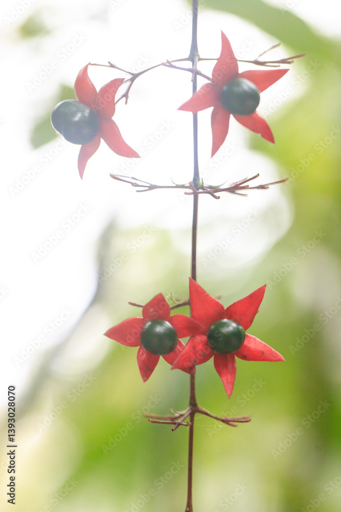 Clerodendrum Trichotomum Flowers and Berries