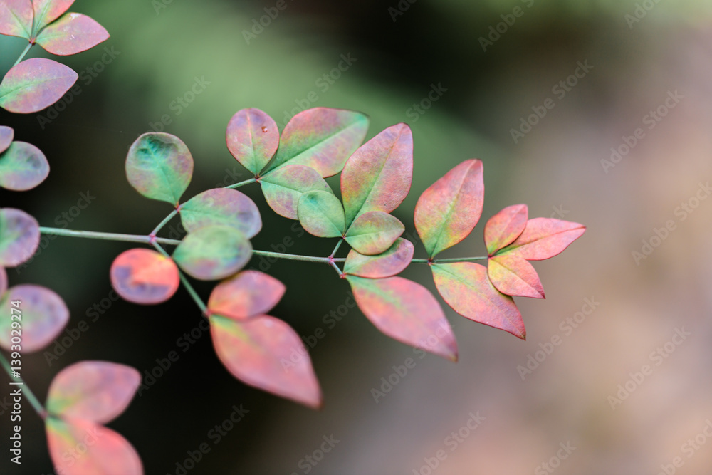 Nandina Domestica Leaves with Pink and Green Hues