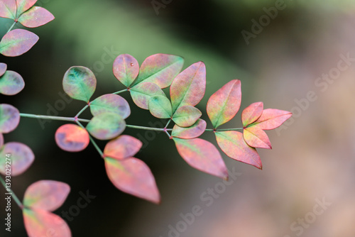 Obraz na płótnie Nandina Domestica Leaves with Pink and Green Hues w salonie
